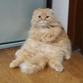 あまねこ