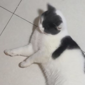 绫月