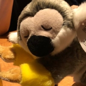 あんこ🦔