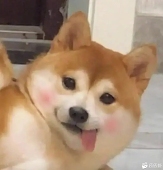 as_ikoo