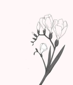 山