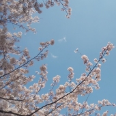 上条 kamijo