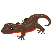 バーニングいもり