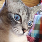 mokachii