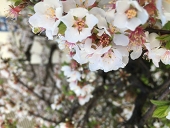 蒼