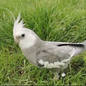 分辰