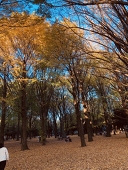 銀杏