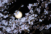 蒼月