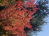 夜霧 紅葉