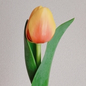 眞乃