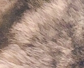 あおまめ