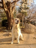 番崎