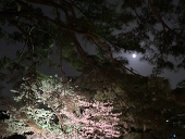 藍珠