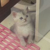 柠檬猫LEMONECO