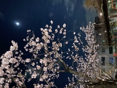 紋べ