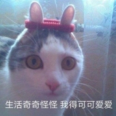 傻丸OvO