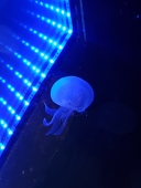 アクア