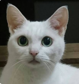 White cat  Lily