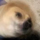 嚼