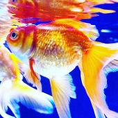 幻想屋金魚