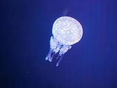 beluga
