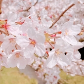 やぎ