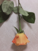 ゆきはな