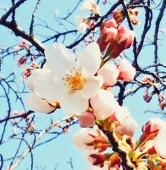 airan