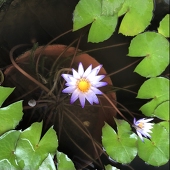 开花