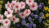 芳流(kaoru)