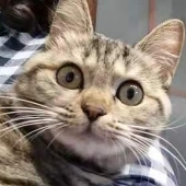 寒濑