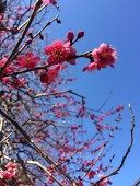 むつもち
