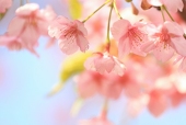 梅丸