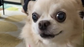狂犬