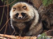 ぽんた