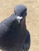新世界（ﾋﾟﾔﾁｹｲ）