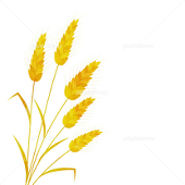 麦