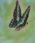 ·かっぱ