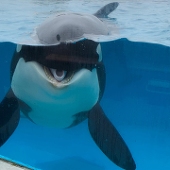 Orca