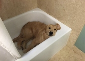 爪爪