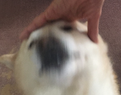 どぶ