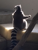 たたき