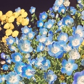煮浸し