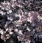 古城　夜桜