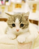 kitten