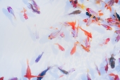 金魚あいす