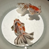 緋山しき