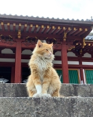 とんぼ