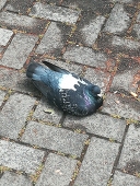 鳳仙夏