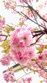 なえこ